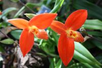 In der Eric Young Orchideenausstellung
