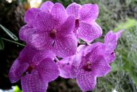 In der Eric Young Orchideenausstellung