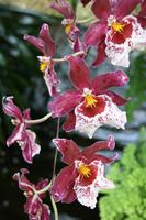 In der Eric Young Orchideenausstellung