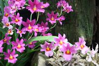 In der Eric Young Orchideenausstellung