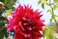 Wir besuchen den Privatgarten der Lady Guthrie