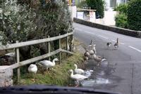 Dorfidyll mit Entengeschnatter