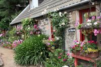 Hübsches Granithaus mit vielen Blumen auf Sark