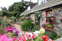 Hübsches Granithaus mit vielen Blumen auf Sark