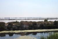 Aigues-Mortes - Salinen
