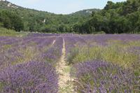 Abtei von Sénanque - 