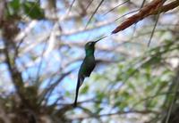 Kolibri im Botanischen Garten bei Cienfuegos