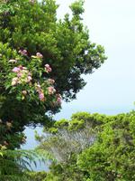 Wanderung durch das Florestal zu Capelinhos