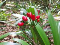 Terra Nostra Park Furnas