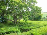 Teeplantage Gorreana