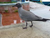 Puerto Ayora - Fischerhafen