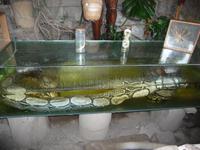 Museum Inti Nan - Anakonda