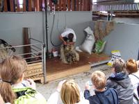 beim Kissan- Schäfer