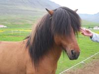 Alle ihre Kinder sind begeisterte Reiter