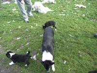 Junge Schäfercollies mit Mutter
