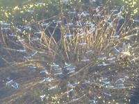 Lilith Ponds-Libellenschwarm