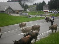 Almauftrieb auf der Schwägalp