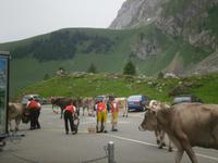 Almauftrieb auf der Schwägalp