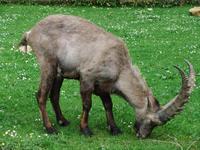 Alpenwildpark auf dem Pänder