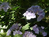 Garten La Mortella 13