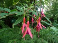 Garten La Mortella 05