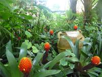 Garten La Mortella 14