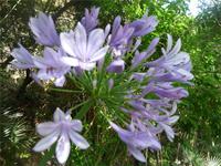 Wassergarten Negombo 08