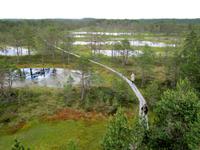 Wanderung durch das Hochmoor im Laheema-Nationalpark