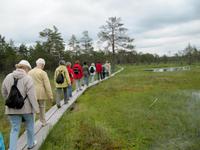 Wanderung durch das Hochmoor im Laheema-Nationalpark