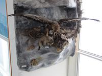 Auf dem Säntis - Steinadler