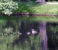 Am chinesischen Teich in Pillnitz