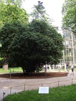 Die Kamelie im Schlosspark Pillnitz