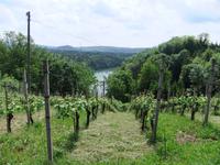 ein Blick auf die Weinhänge an der Aare