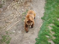 Bär - das Wappentier der Stadt