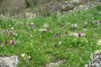 Blumenpracht im Sorteny-Park