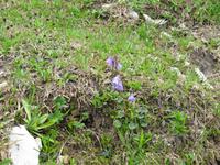 Hochalm am Tratberg - Glockenblumen