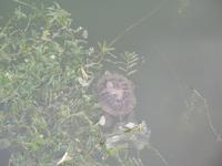 Die erste Schildkröte auf dieser Reise...