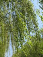 Allee der Seelen