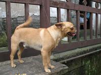 Altstadt von Chongqing