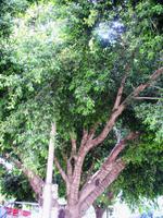 Am Nachmittag ging es weiter, mit dem Treff am Liebesbaum