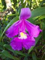 Orchide im Botanischen Garten