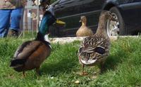 Bettelnde Enten in Harburg