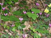 Faszination Natur in Paklenica