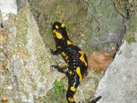 Feuersalamander
