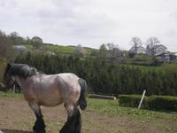 Ardenner Pferd