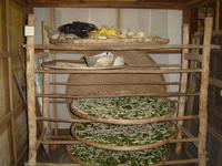 Saidenraupenzucht (2)