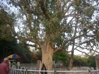 Baum des Zachäus Jericho