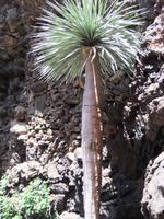 Jameos del Agua