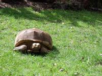 Schildkröte
