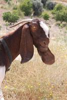 Qasr el-Abd Westamman